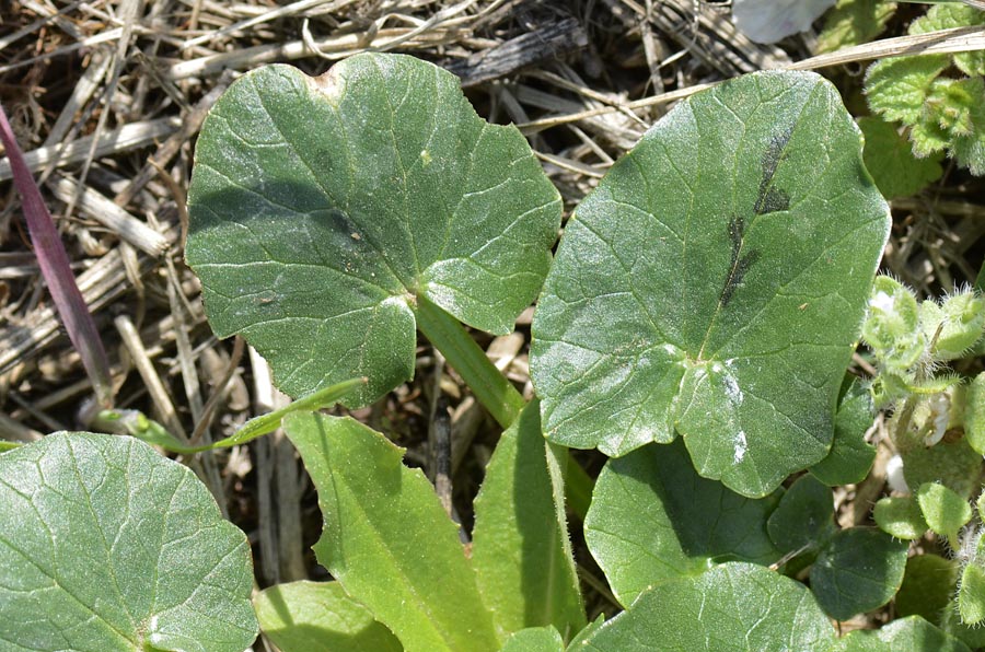 Ranunculus ficaria